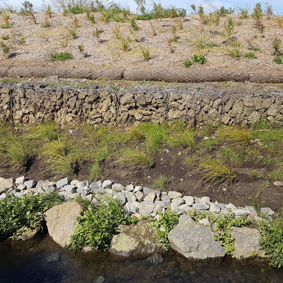 Stream Restoration, Auckland